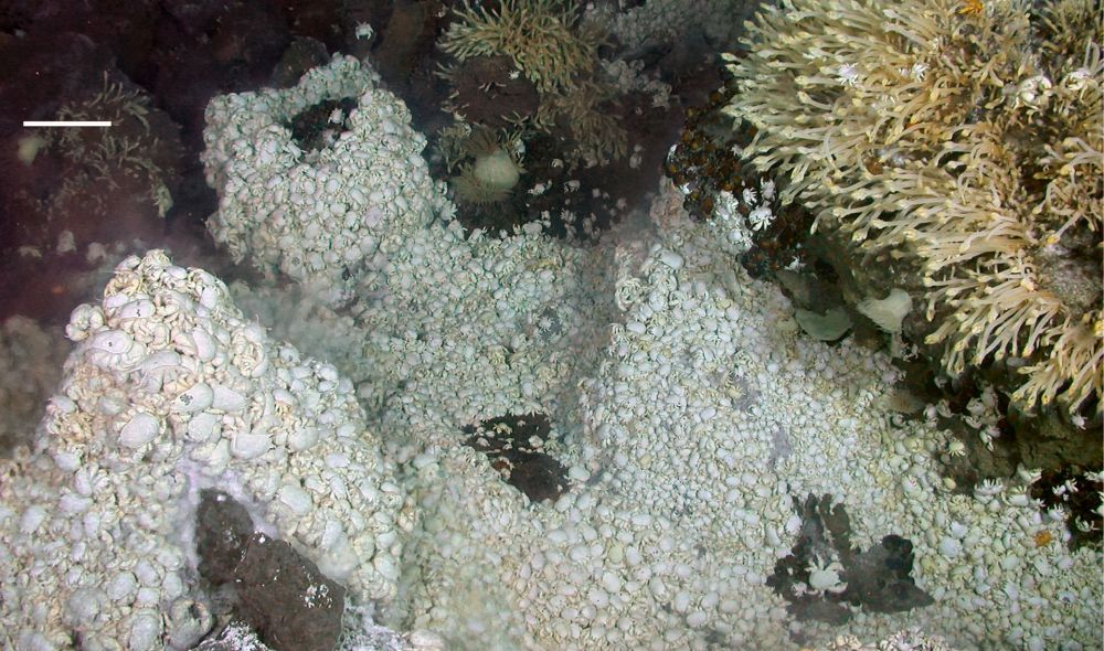 pochodzenie zycia na ziemi biogeneza class="wp-image-605618" 